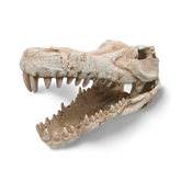 Croc Skull Ornament for Terrariums