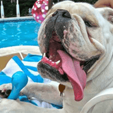 Hurley Fetch Tough Dog Toy Blue