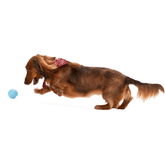Jive Zogoflex Fetch Ball Tough Dog Toy Blue