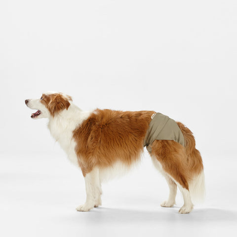 Snooza Washable Nappy Pant for Female Dogs 2 Pack