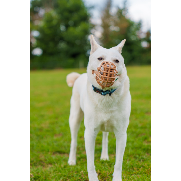 Classic Basket Muzzle Dog Beige