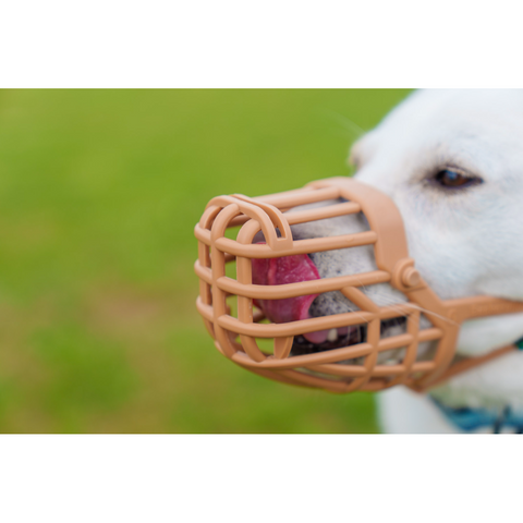 Classic Basket Muzzle Dog Beige