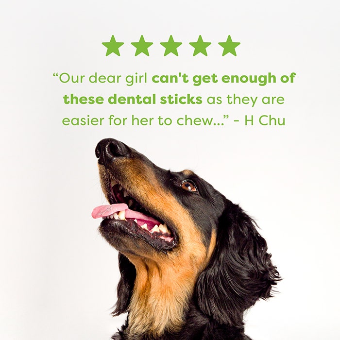 B&B Dental Stick Chicken Senior Dog Treat