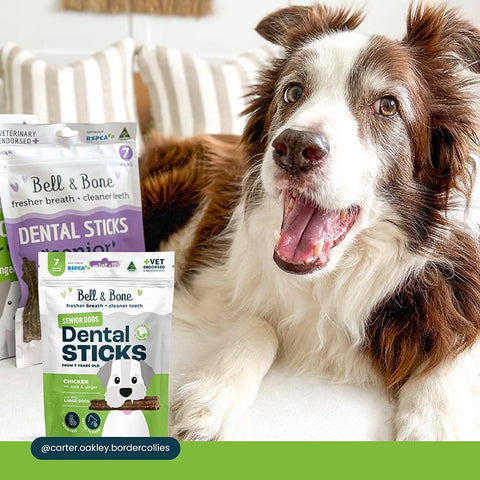 B&B Dental Stick Chicken Senior Dog Treat