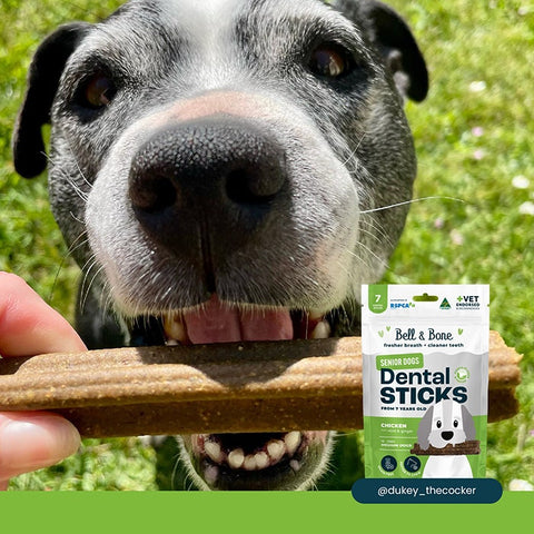 B&B Dental Stick Chicken Senior Dog Treat