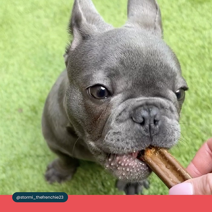 Bell & Bone Dental Stick Beef Puppy Treat 1PK