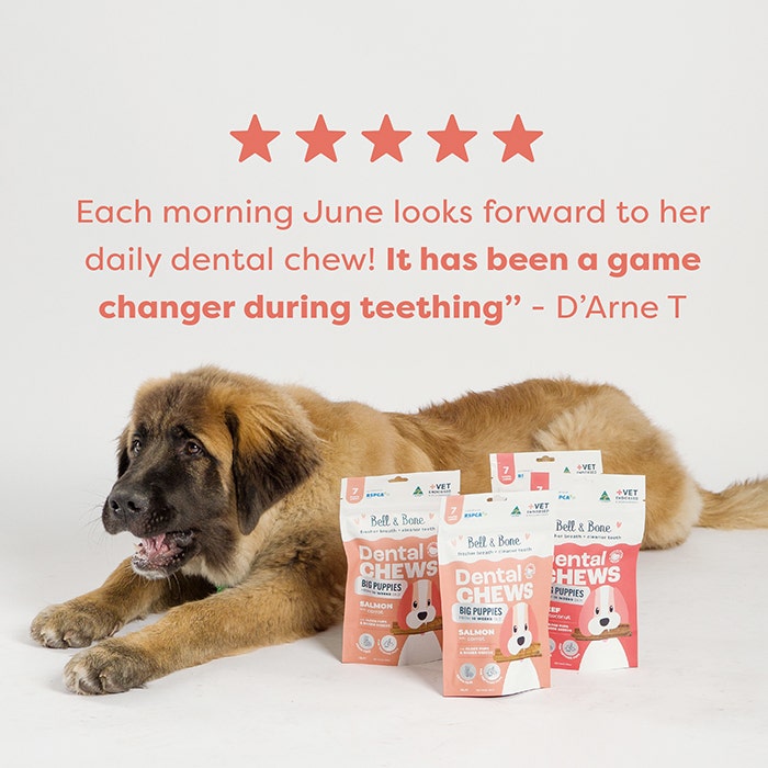 Bell & Bone Dental Stick Salmon Puppy Treat 1PK