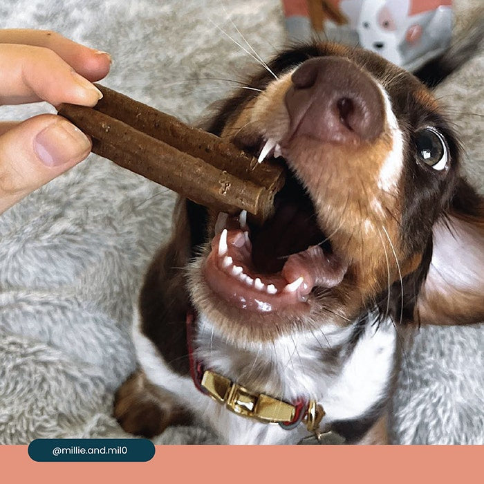 Bell & Bone Dental Stick Salmon Puppy Treat 1PK