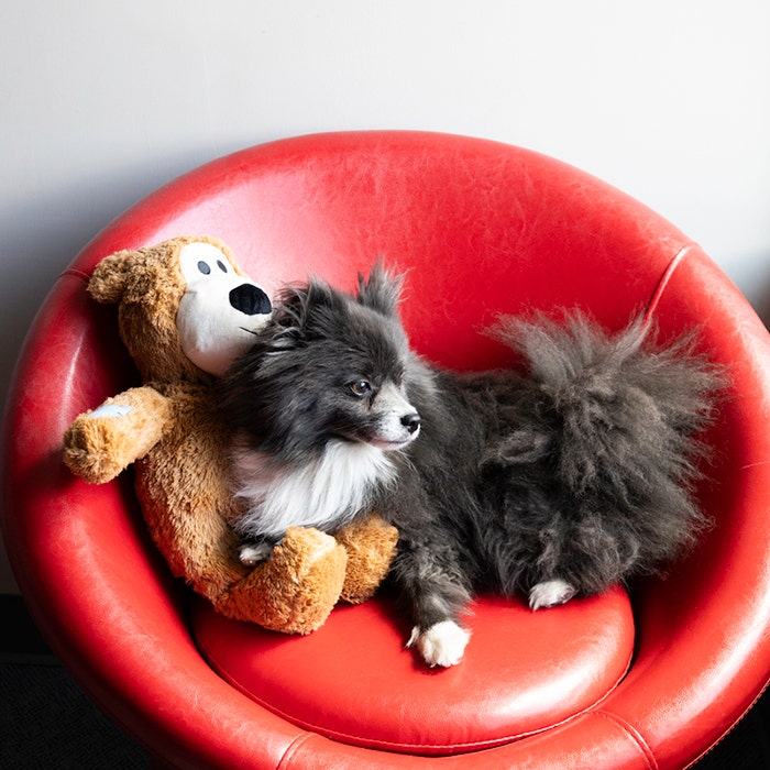 KONG Wild Knots Bear Dog Toy Assorted Jumbo-XL