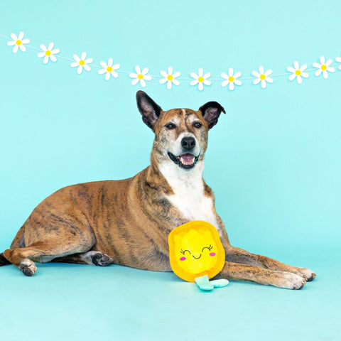 Fringe Studio Plush Squeaker Dog Toy - In Full Bloom