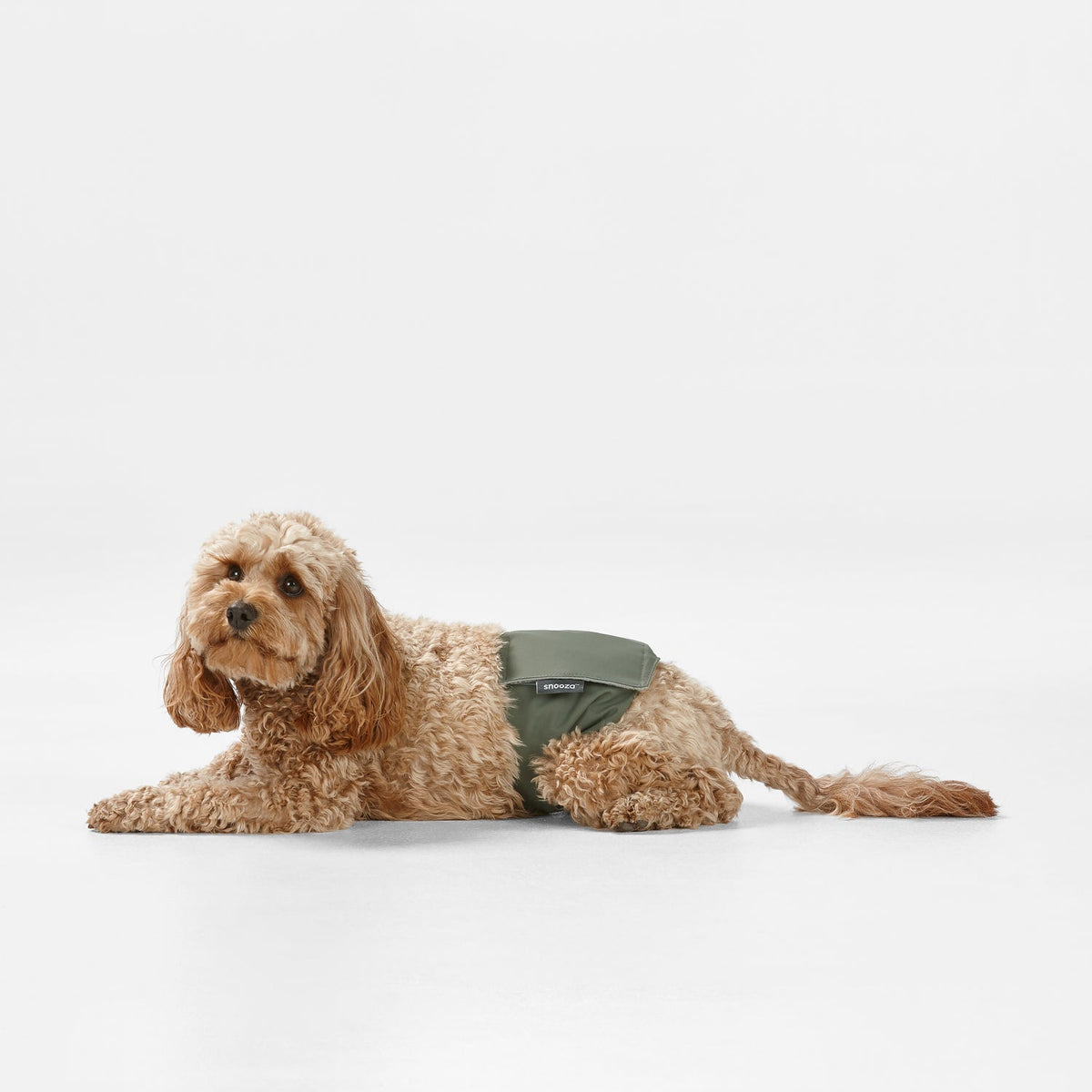 Snooza Washable Nappy Band for Male Dogs 2 Pack