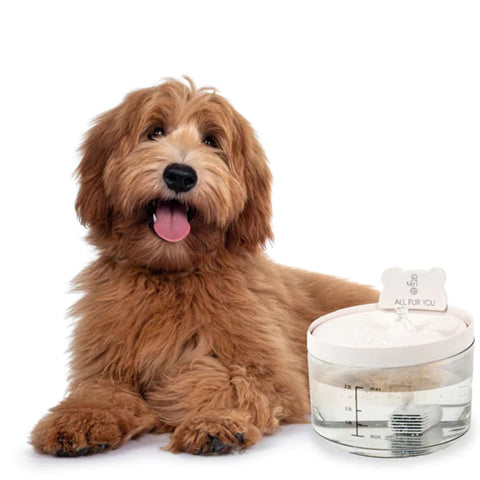 All Fur You Auto Sensor Water Fountain & Accessories