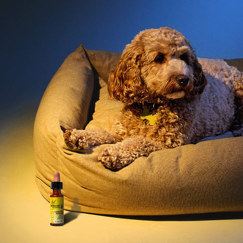 Rescue Remedy Natural Stress And Anxiety Relief Drops For Pets