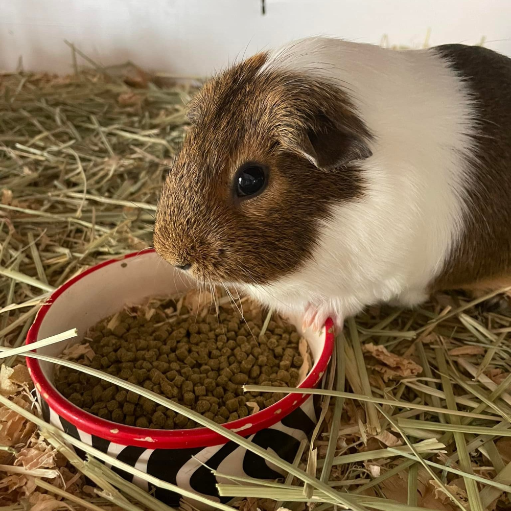 Cavy Origins Adult Guinea Pig Food
