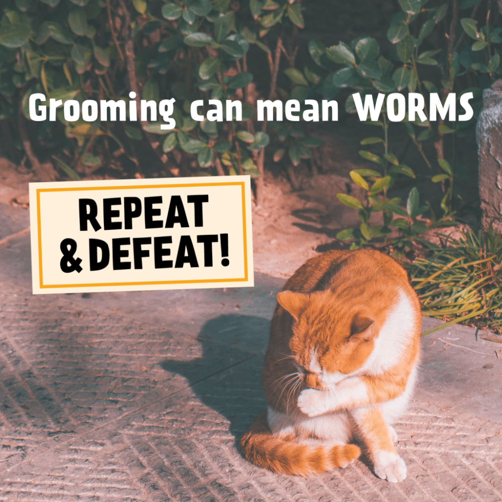 Spot On Allwormer Blue for Medium Cats