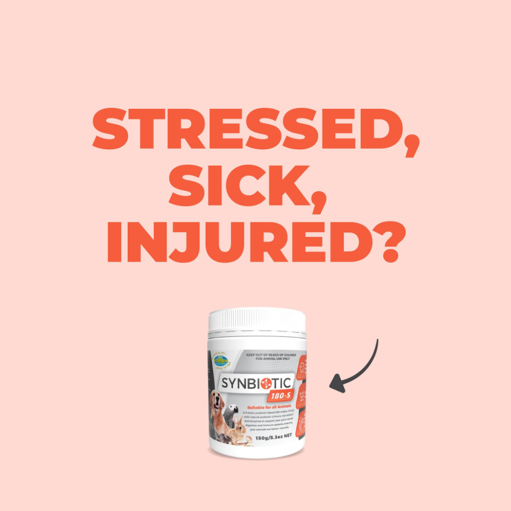 Synbiotic 180 S Probiotics for All Animals