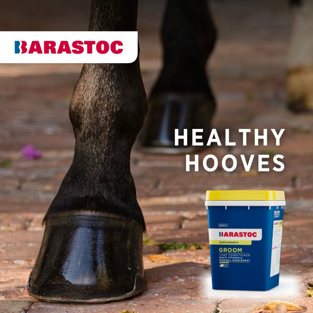Groom Hoof and Coat Supplement for Horses