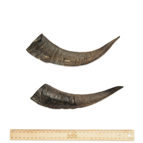 Bark & Beyond Goat Horns