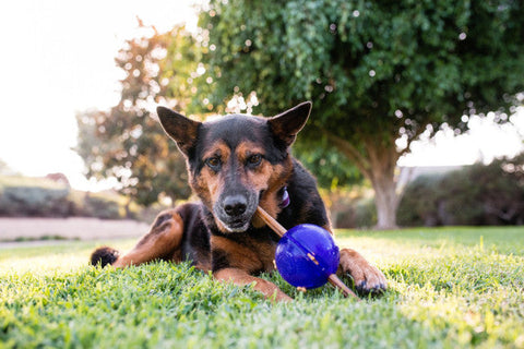 Planet Dog Orbee-Tuff Guru Treat-Dispensing Puzzle Dog Toy