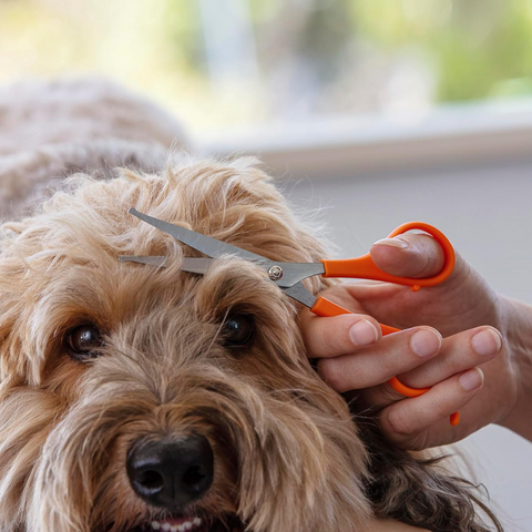 Stainless Steel Dog Styling Scissors Orange With Rounded Tips