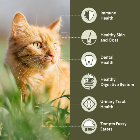 Adult Ocean Fish Dry Cat Food