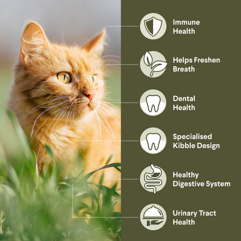 Adult Triple Action Dental Chicken Dry Cat Food