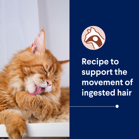 Adult Hairball Chicken Dry Cat Food