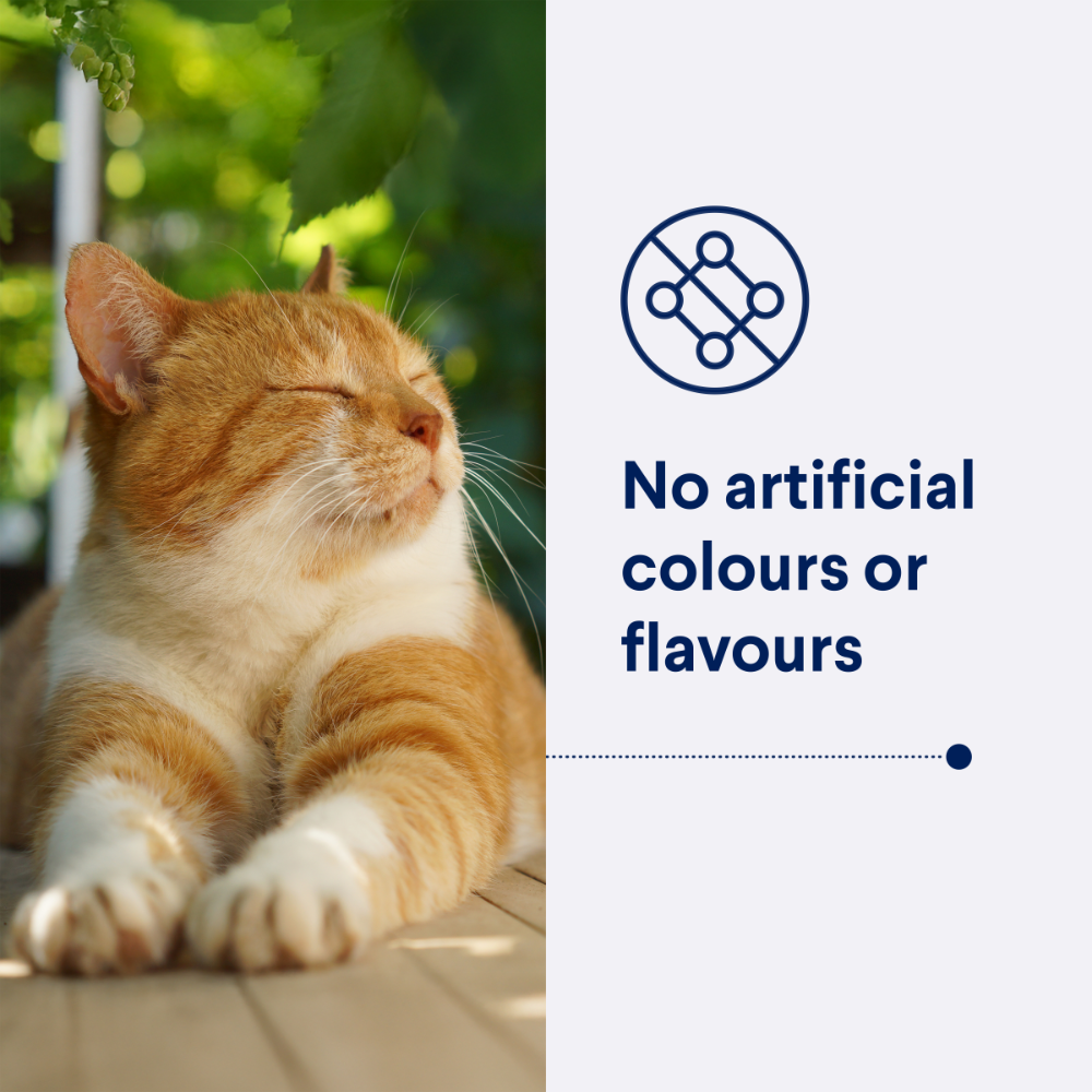 Adult Indoor Chicken Dry Cat Food