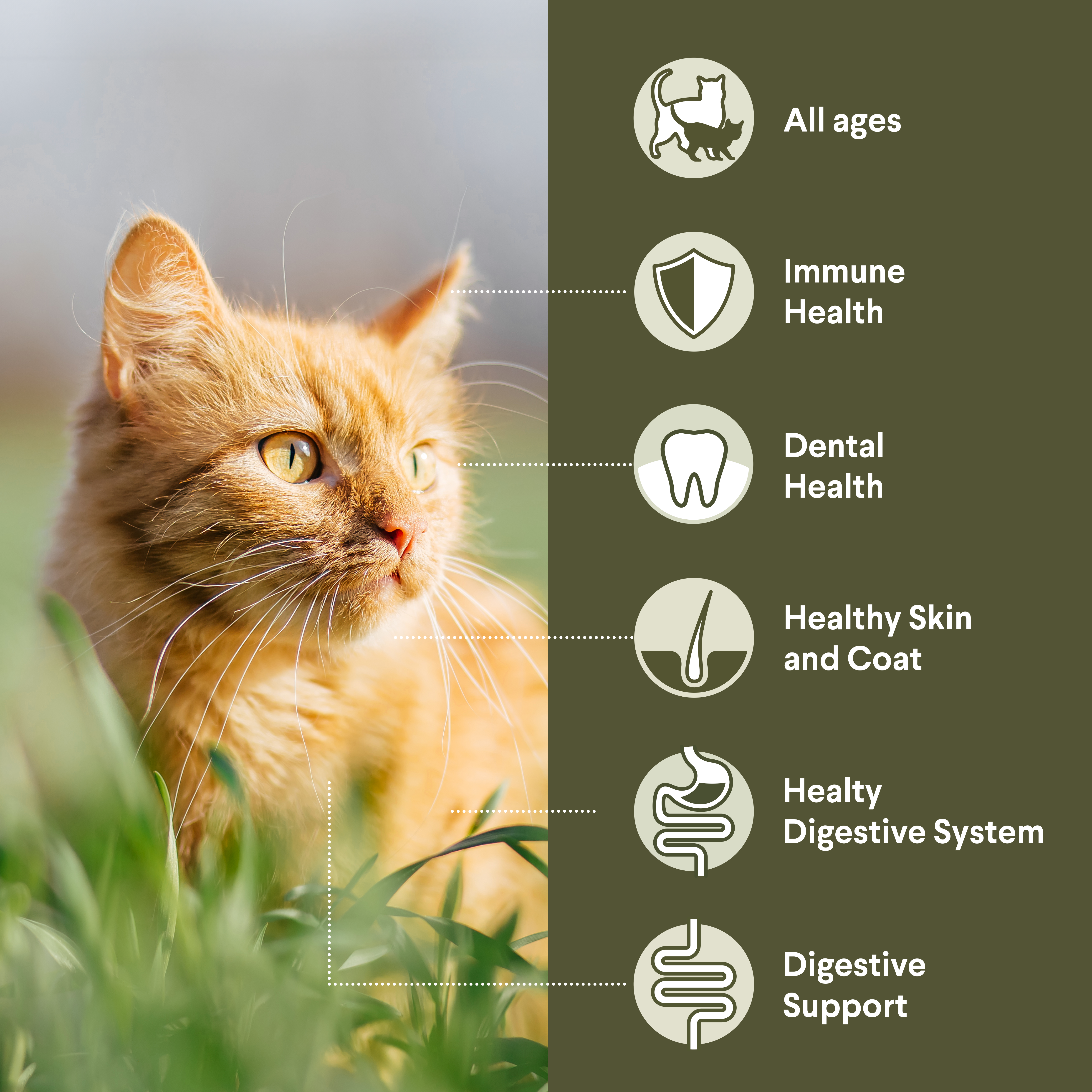 Adult Multi Cat Chicken And Ocean Fish Dry Cat Food