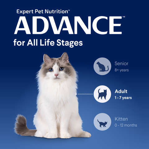 Adult Chicken Dry Cat Food