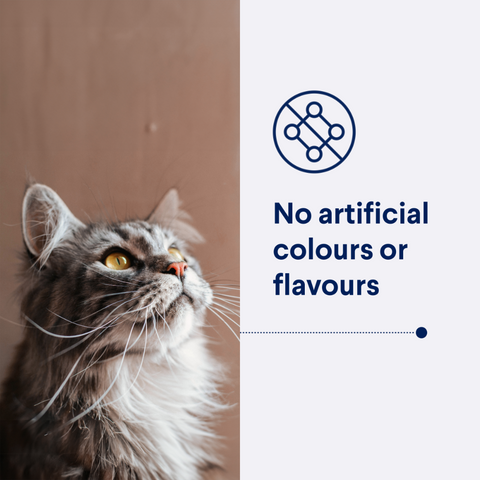 Adult Healthy Ageing Chicken Dry Cat Food