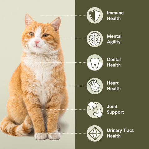 Adult Healthy Ageing Chicken Dry Cat Food