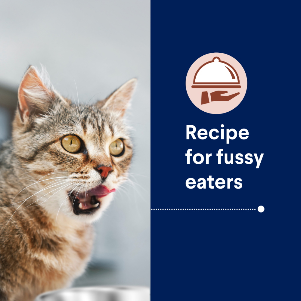 Adult Healthy Ageing Chicken Dry Cat Food