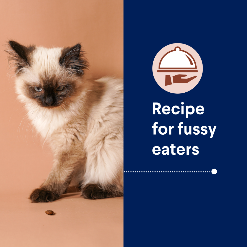 Kitten Chicken Dry Cat Food