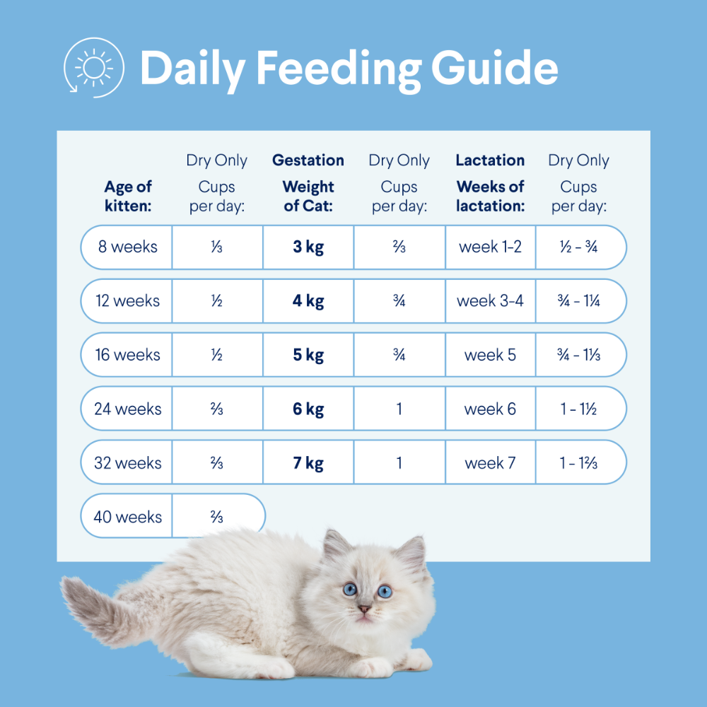 Kitten Chicken Dry Cat Food