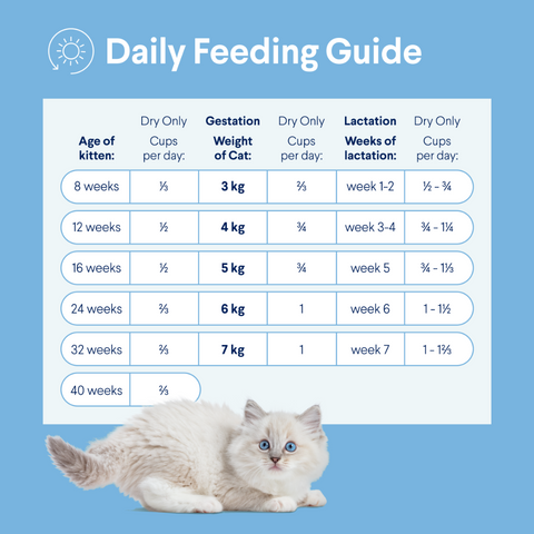 Kitten Chicken Dry Cat Food