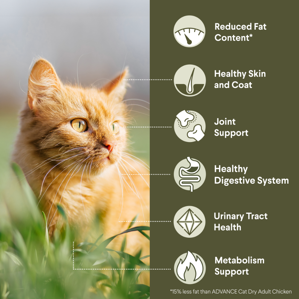 Adult Healthy Weight Chicken Dry Cat Food