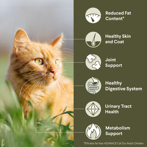 Adult Healthy Weight Chicken Dry Cat Food