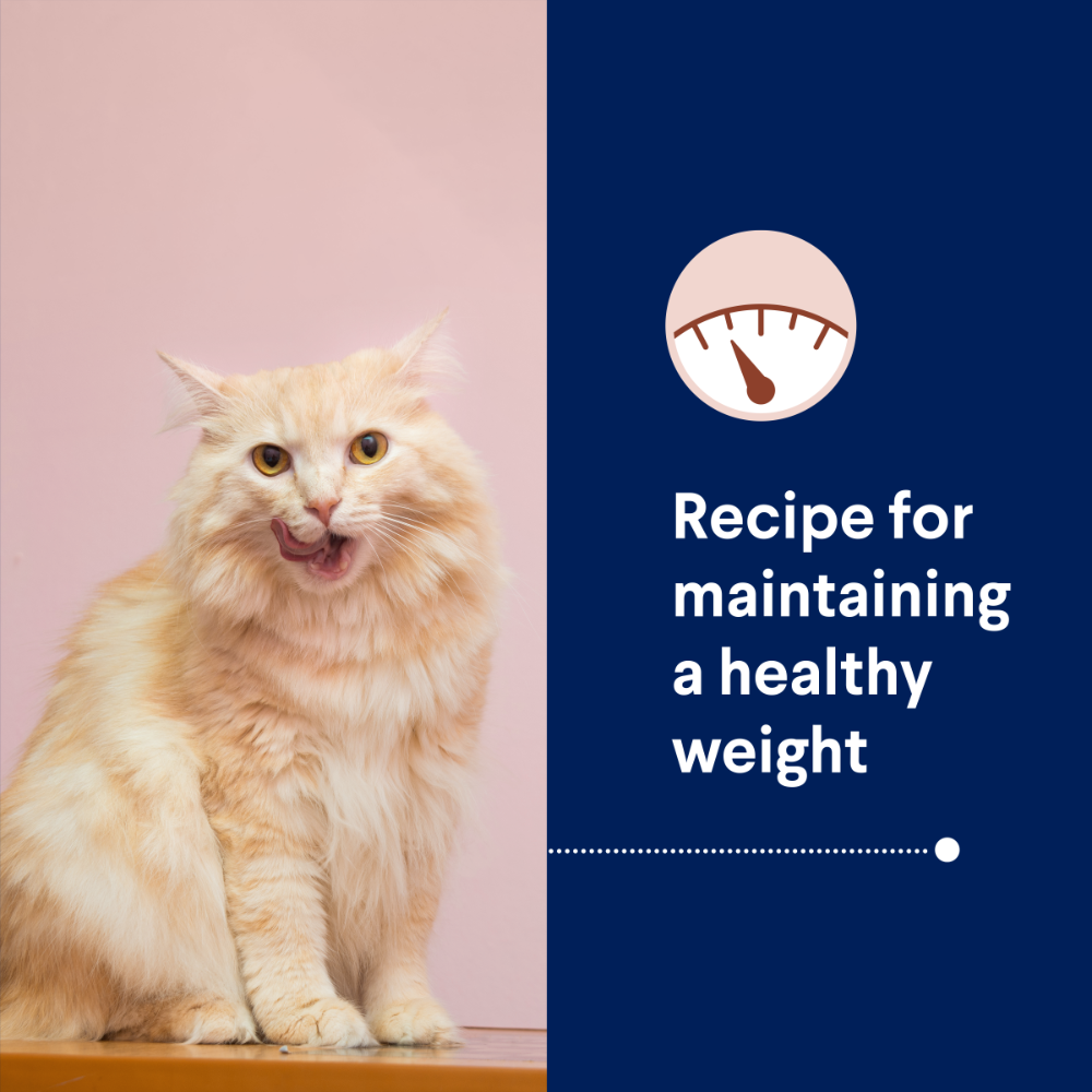 Adult Healthy Weight Chicken Dry Cat Food