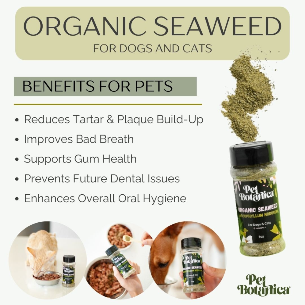 Organic Seaweed Dental Meal Booster For Dogs & Cats