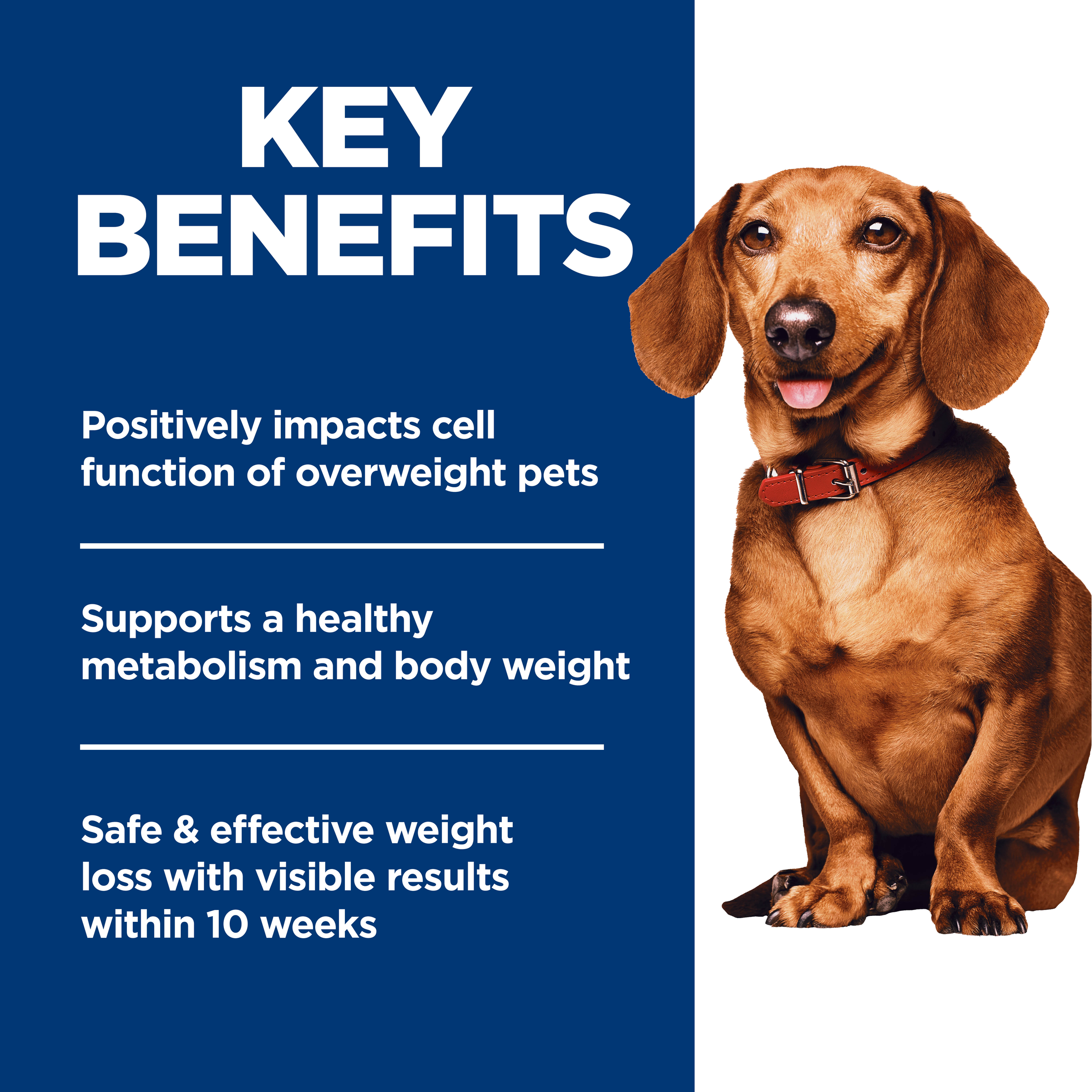 Perfect Weight Chicken & Brown Rice Adult Dry Dog Food