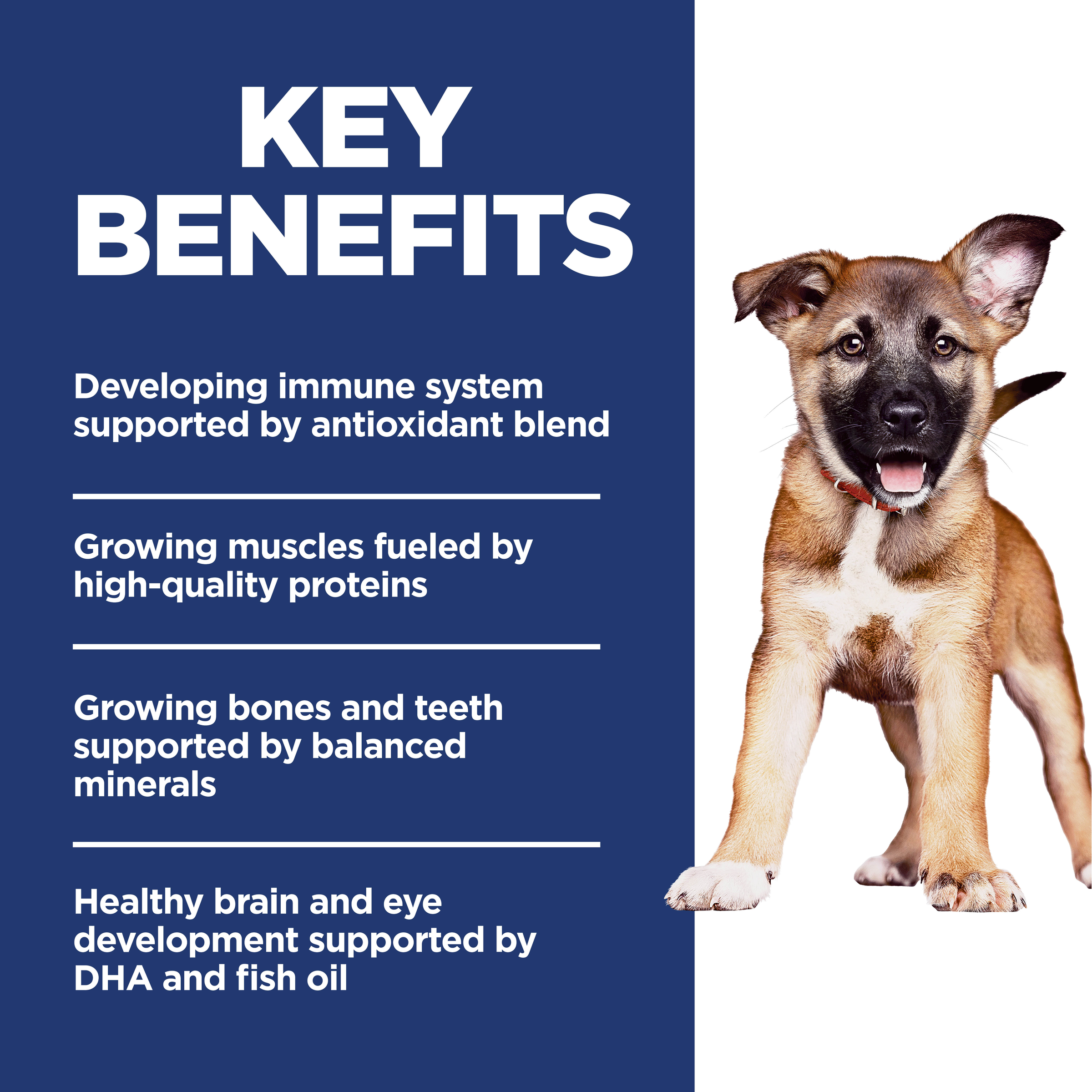 Chicken & Brown Rice Large Breed Puppy Dry Dog Food