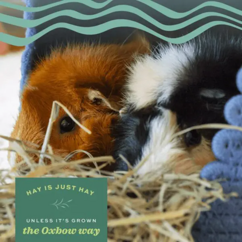 Hay Blends Western Timothy And Orchard Grass For Small Animals