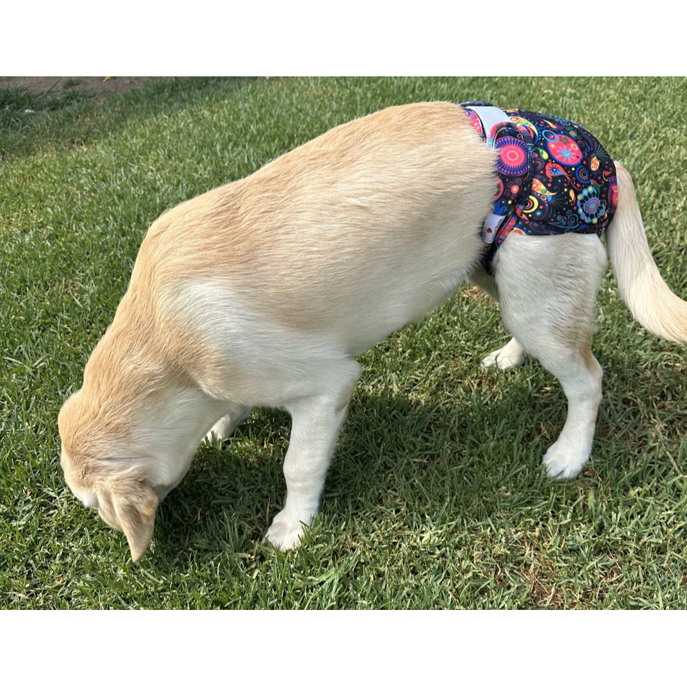 Washable Dog Nappies Pink Purple 2 Pack