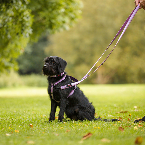 Walking Dog Harness in Purple