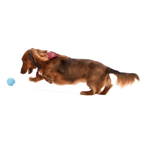 West Paw Jive Zogoflex Fetch Ball Tough Dog Toys