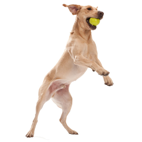 West Paw Jive Zogoflex Fetch Ball Tough Dog Toys