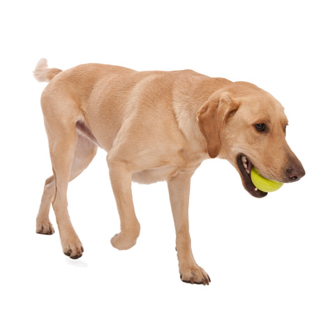 West Paw Jive Zogoflex Fetch Ball Tough Dog Toys