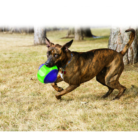 KONG Babbler Large Dog Toy*