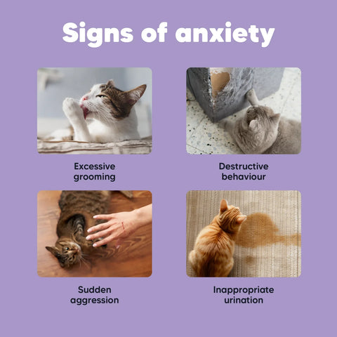 Vetafarm Lovebites Cat B-Calm Chews 60 Chews